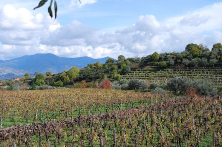 vino etna doc tenute aglalea
