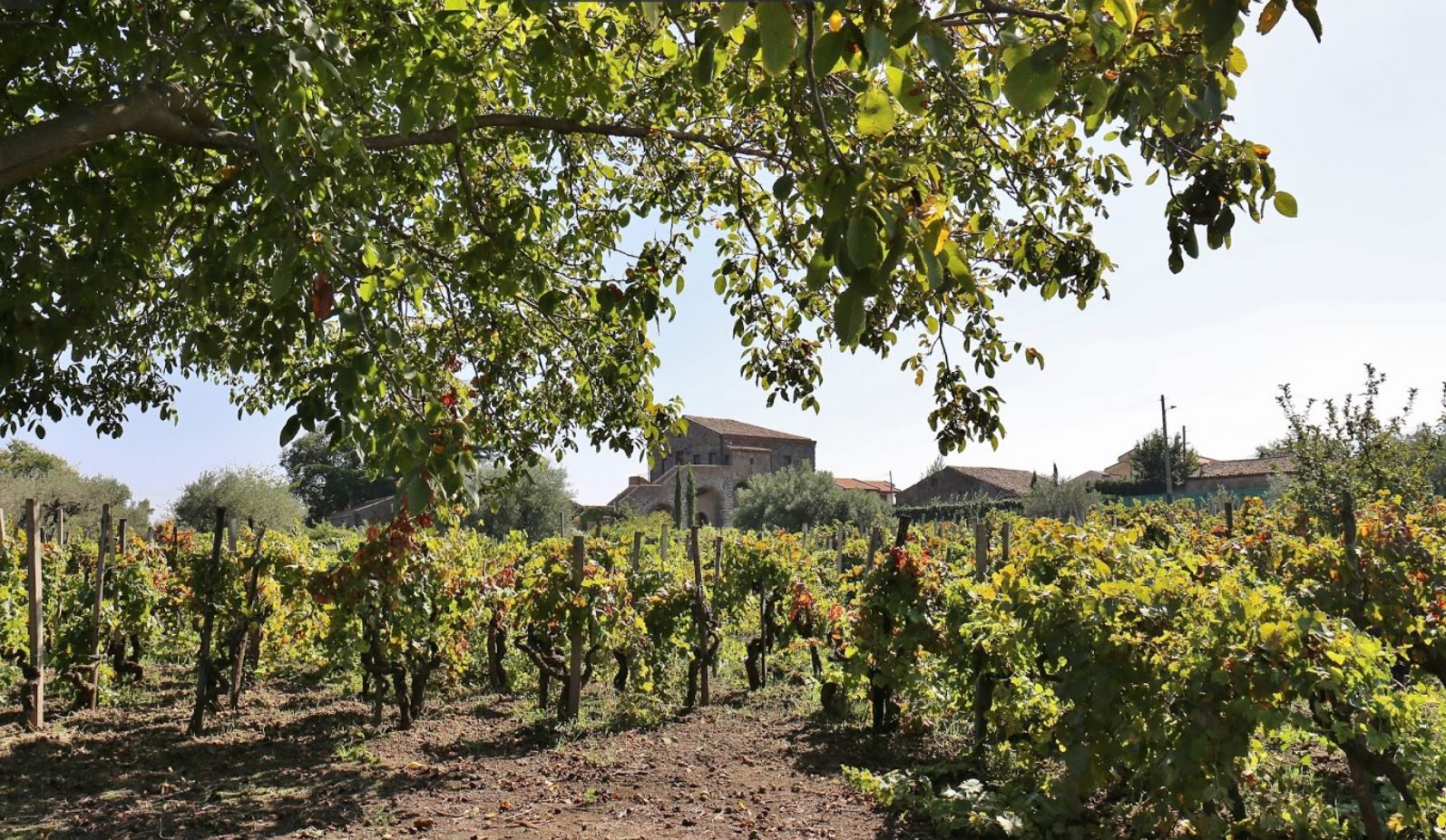 cantine fischetti etna vini doc